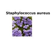Staphylococcus aureus