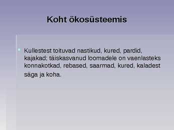 Järvekonn #8