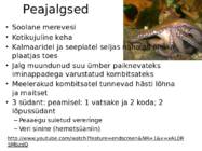 Peajalgsed #3