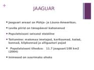 Amazonase vihmametsad #5