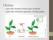 Transgeensed taimed #4