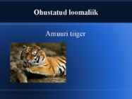 Amuuri tiiger