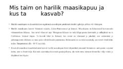 HARILIK MAASIKAPUU #2