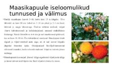 HARILIK MAASIKAPUU #3