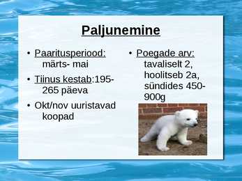 Jääkaru #4
