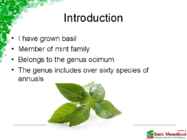 Basil #2