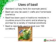 Basil #12