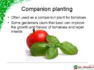 Basil #7