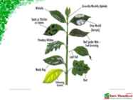 Basil #9