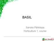 Basil