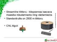 Maasikaistanduse rajamine #23