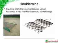 Maasikaistanduse rajamine #24