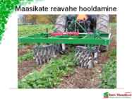 Maasikaistanduse rajamine #26