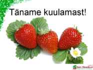 Maasikaistanduse rajamine #32