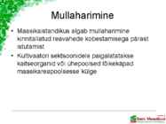 Maasikaistanduse rajamine #8