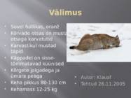 Ilves #2