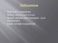 Ilves #5
