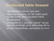 Ilves #7