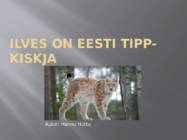Ilves #8