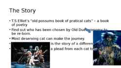 Cats #3