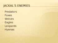 Jackal #4
