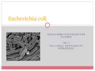 Escherichia coli