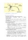 Bioloogia 11-klass-Inimese talitluste regulatsioon #3