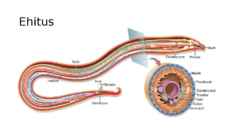 Nematoda #4