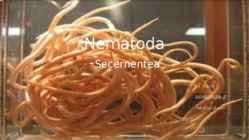 Nematoda