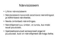 Priapulida- keraskärssuss #11