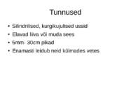 Priapulida- keraskärssuss #4