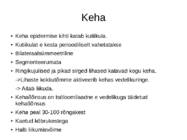 Priapulida- keraskärssuss #6