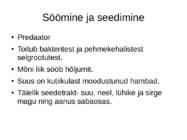 Priapulida- keraskärssuss #9