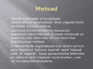 USA metsad #6