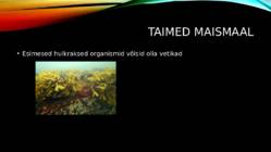 Elu tekkimine ja taime- ning loomariigi evulutsioon #4