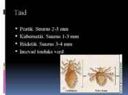 Parasitaarsed nahahaigused #8