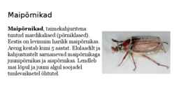 Maipõrnikas #2