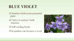 BLUE VIOLET #3