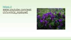BLUE VIOLET #5
