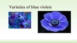 BLUE VIOLET #8
