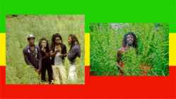 Rastafari usund #13