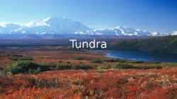 Tundra
