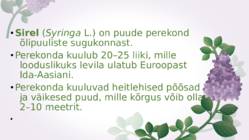 Sirel-Syringa #2