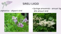 Sirel-Syringa #11