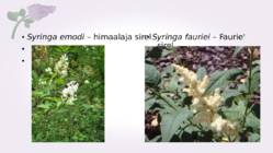 Sirel-Syringa #12