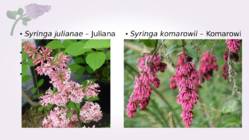 Sirel-Syringa #13