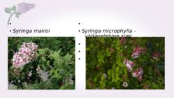 Sirel-Syringa #14