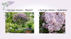 Sirel-Syringa #15