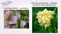 Sirel-Syringa #16