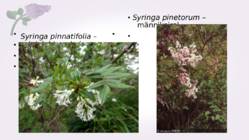 Sirel-Syringa #17